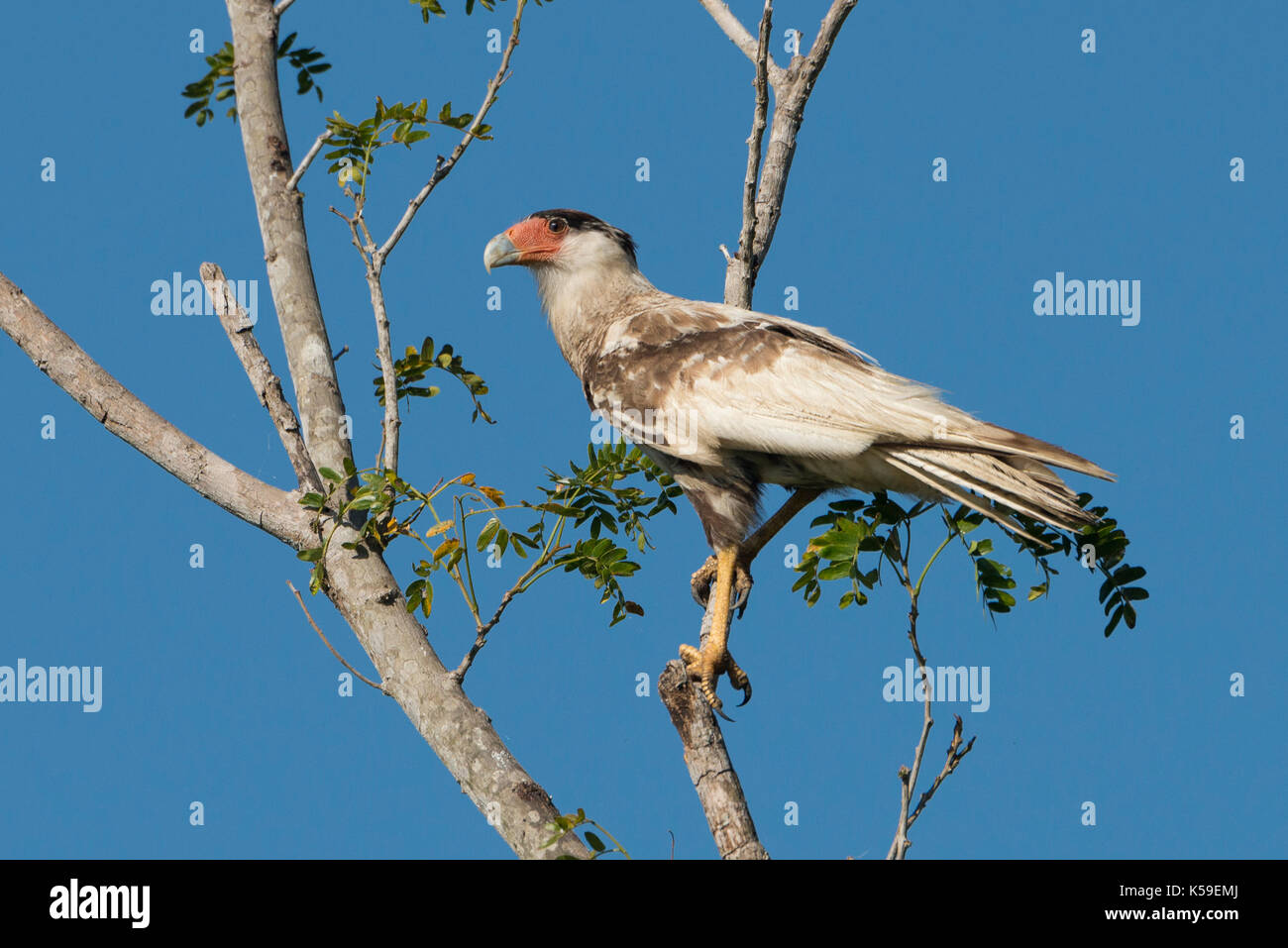 Ein Leucistic (teilweise Albino) Süd Caracara aus Nord Pantanal, Brasilien Stockfoto