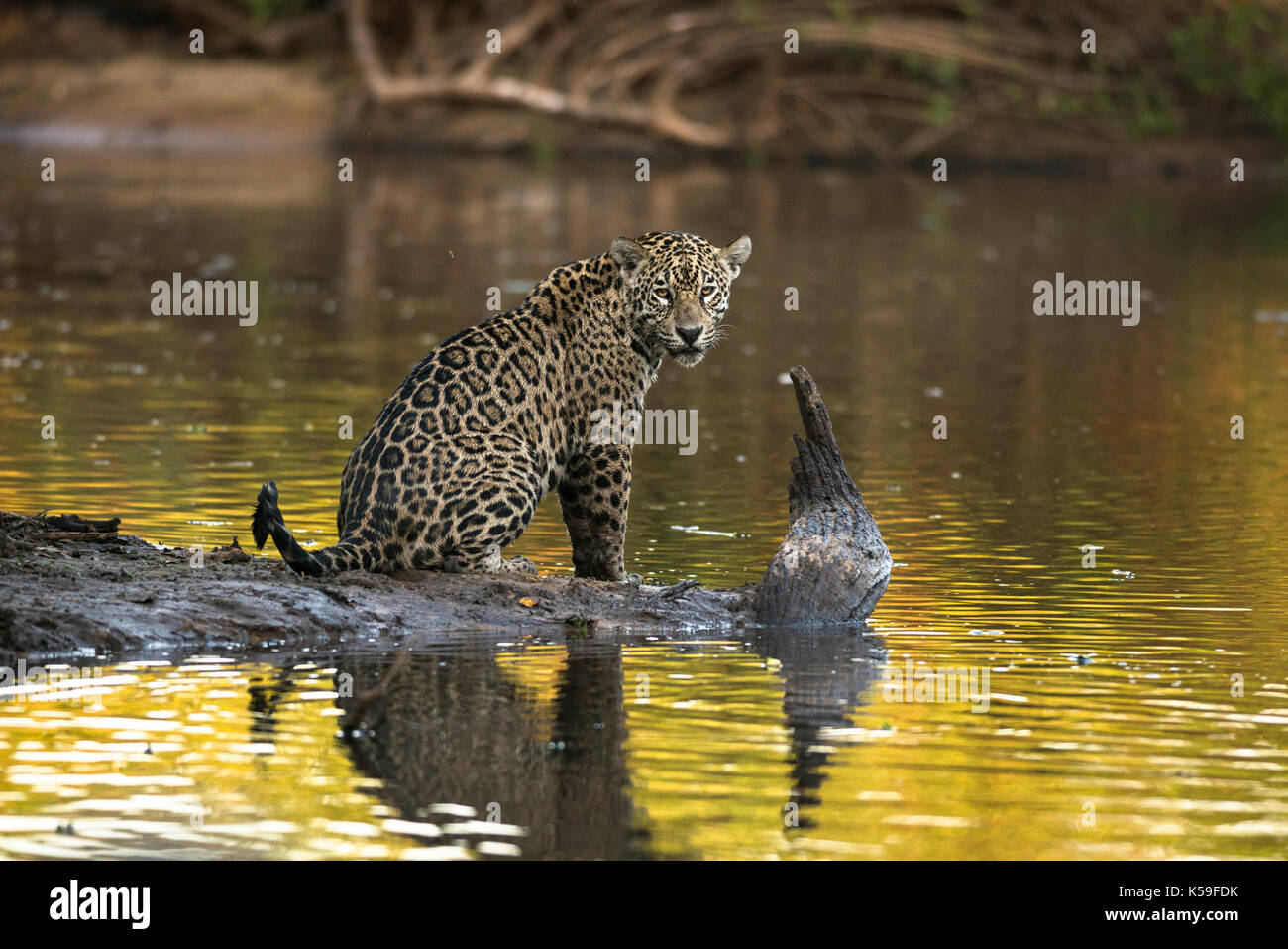 Jaguar (Panthera onca) von Nord Pantanal, Brasilien Stockfoto