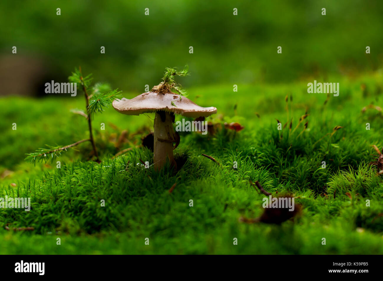 Pilz Stockfoto