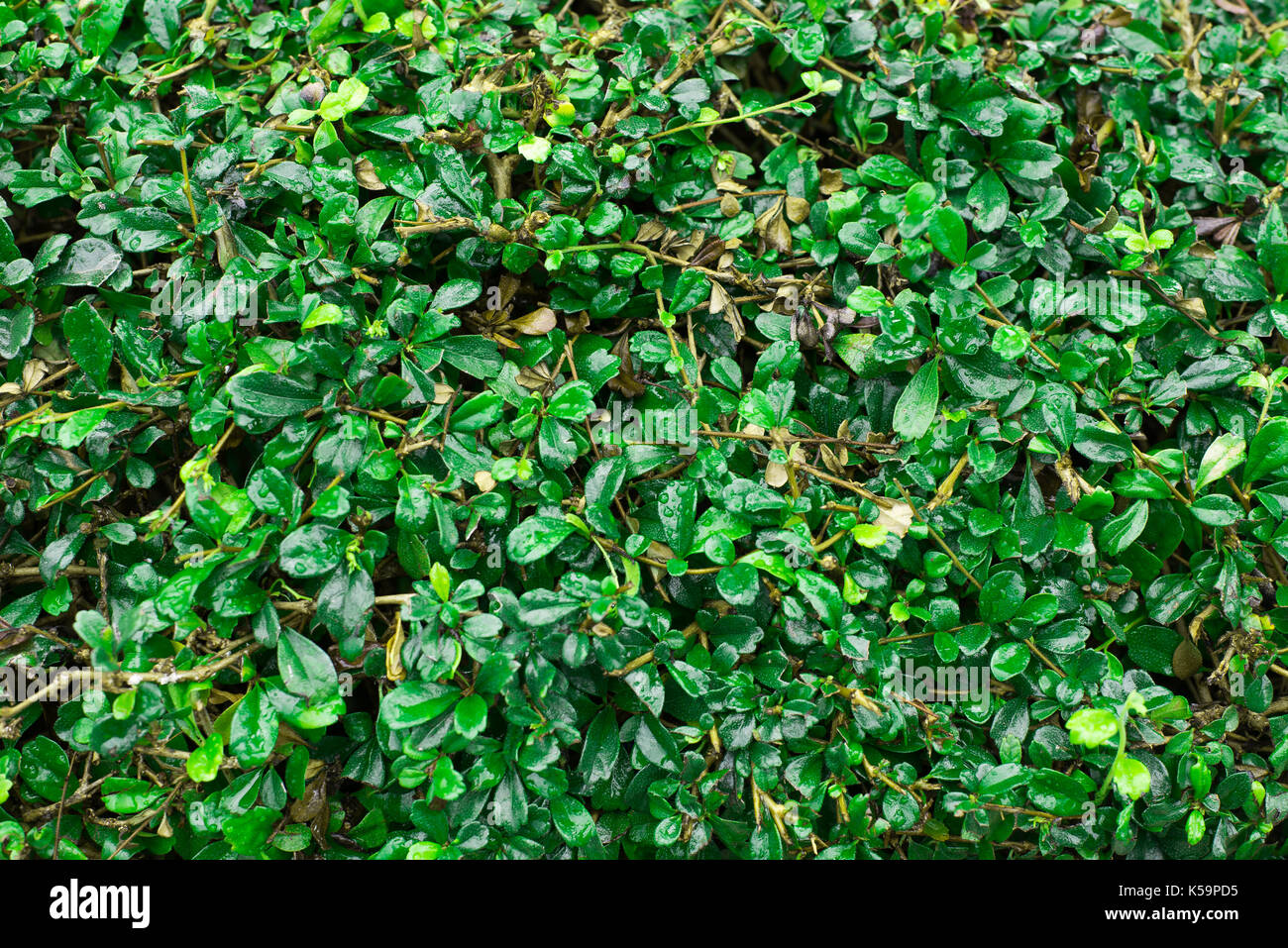 Grüne Blätter Hintergrund, Hintergrundbild, Textur Stockfoto