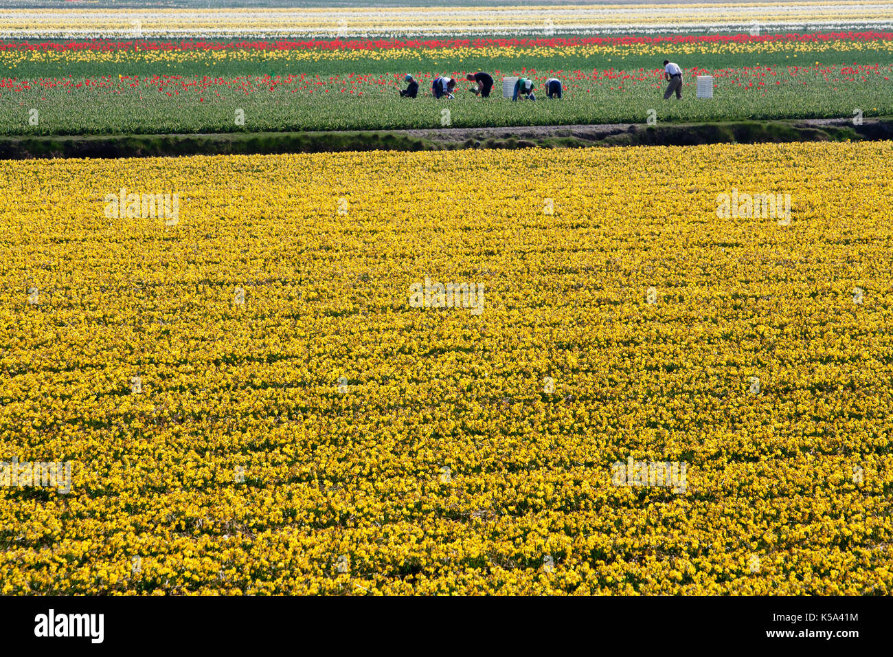 Arbeitnehmer in Blumenwiesen in den Niederlanden Stockfoto