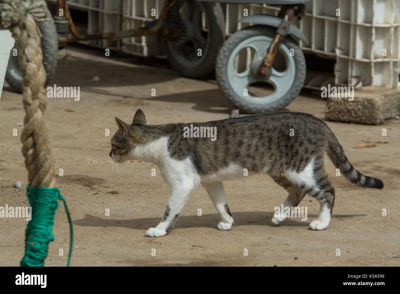Cat walking in Ericeira Angeln Dock in Portugal Stockfoto