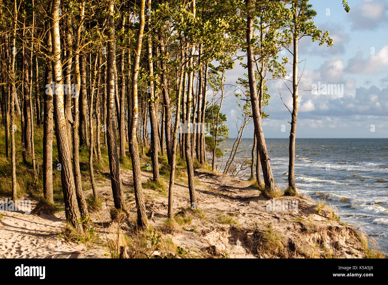 Pinien auf windigen Ufer der Ostsee Stockfoto