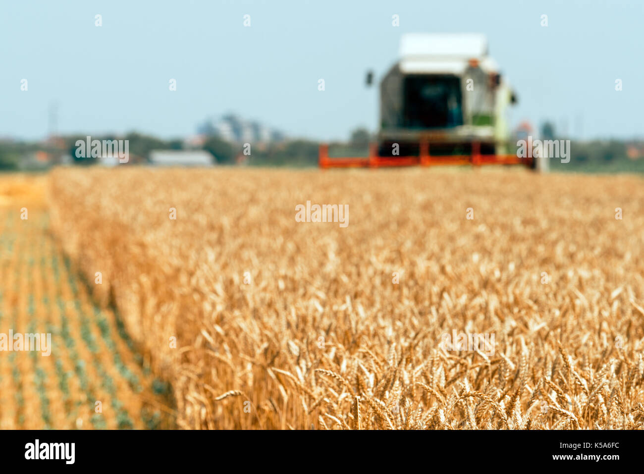Feldhäcksler Maschine kombinieren die Ernte reif Weizen ernten in landwirtschaftlich genutzte Gebiet, selektiver Fokus Stockfoto