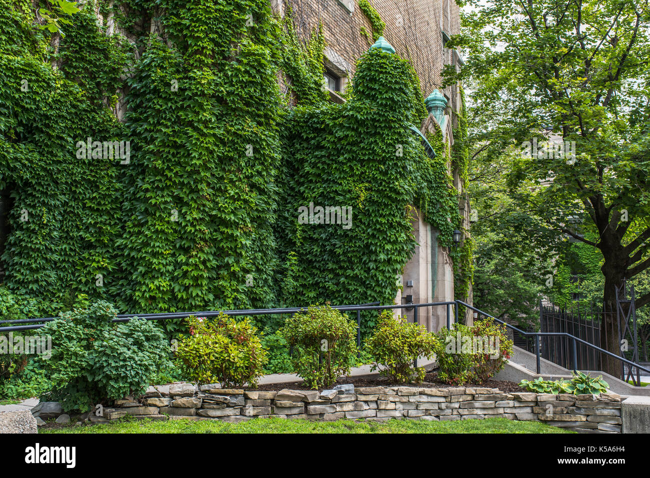 Wände mit Kreepers bedeckt - Leben und Tod Stockfoto