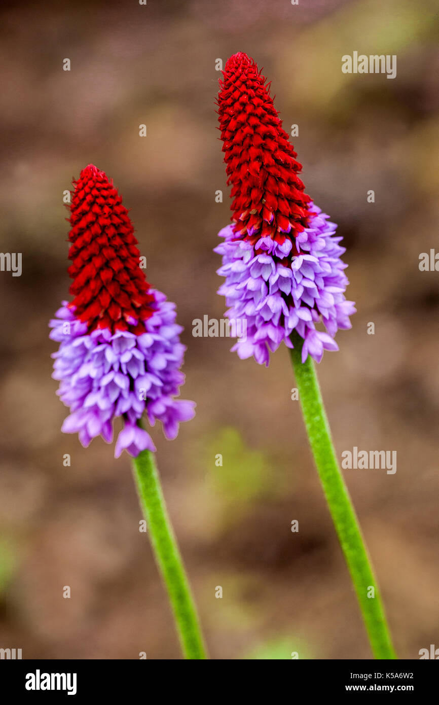 Primula vialii, Orchidee Primrose, Poker Primrose, Blumen bokeh Stockfoto