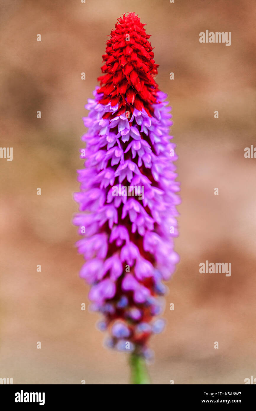 Blume Spike, Primula vialii Stockfoto