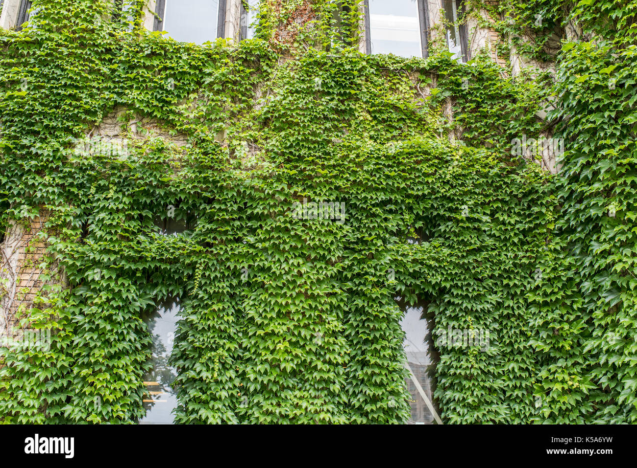 Wände mit Kreepers bedeckt - Leben und Tod Stockfoto