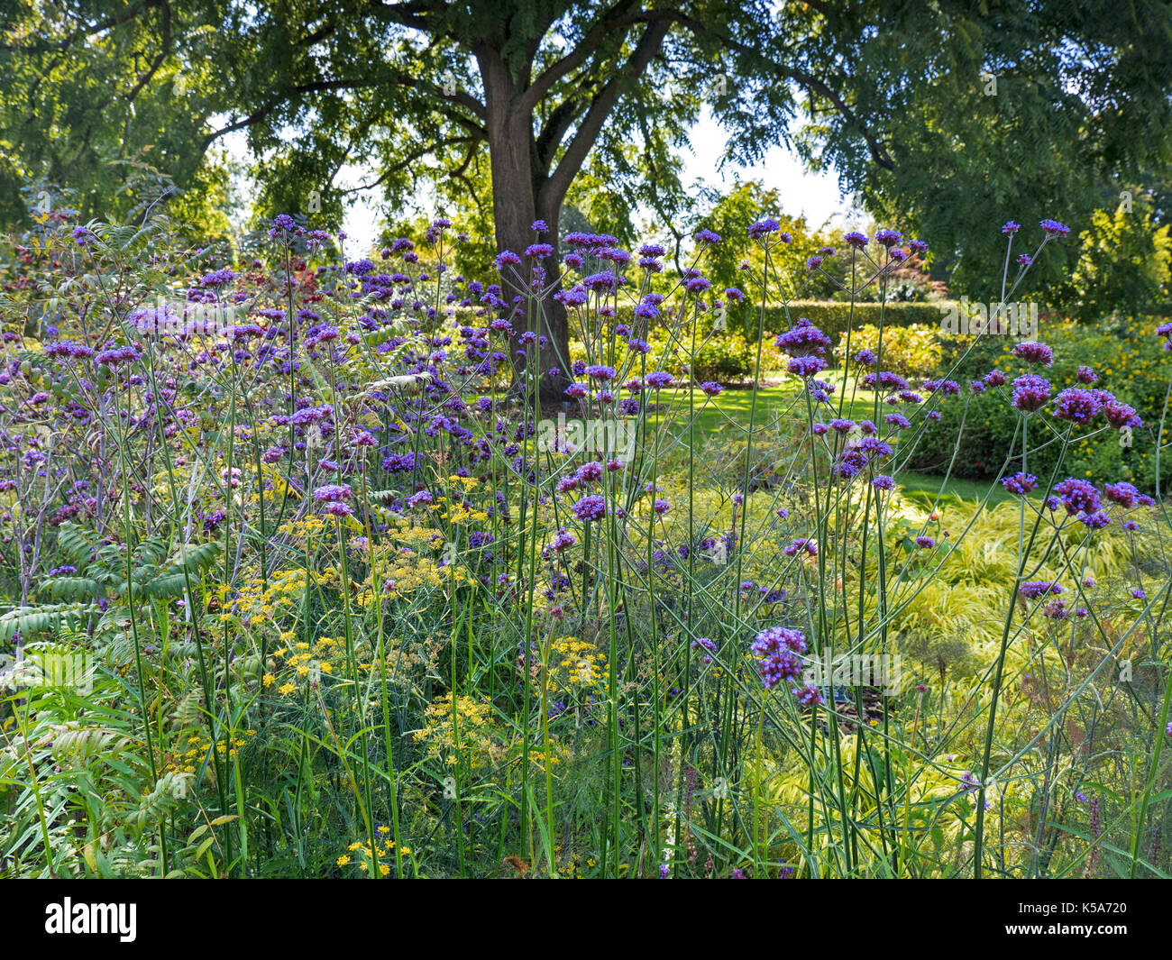 Verbena bonariensis purpletop Fotos und Bildmaterial in hoher
