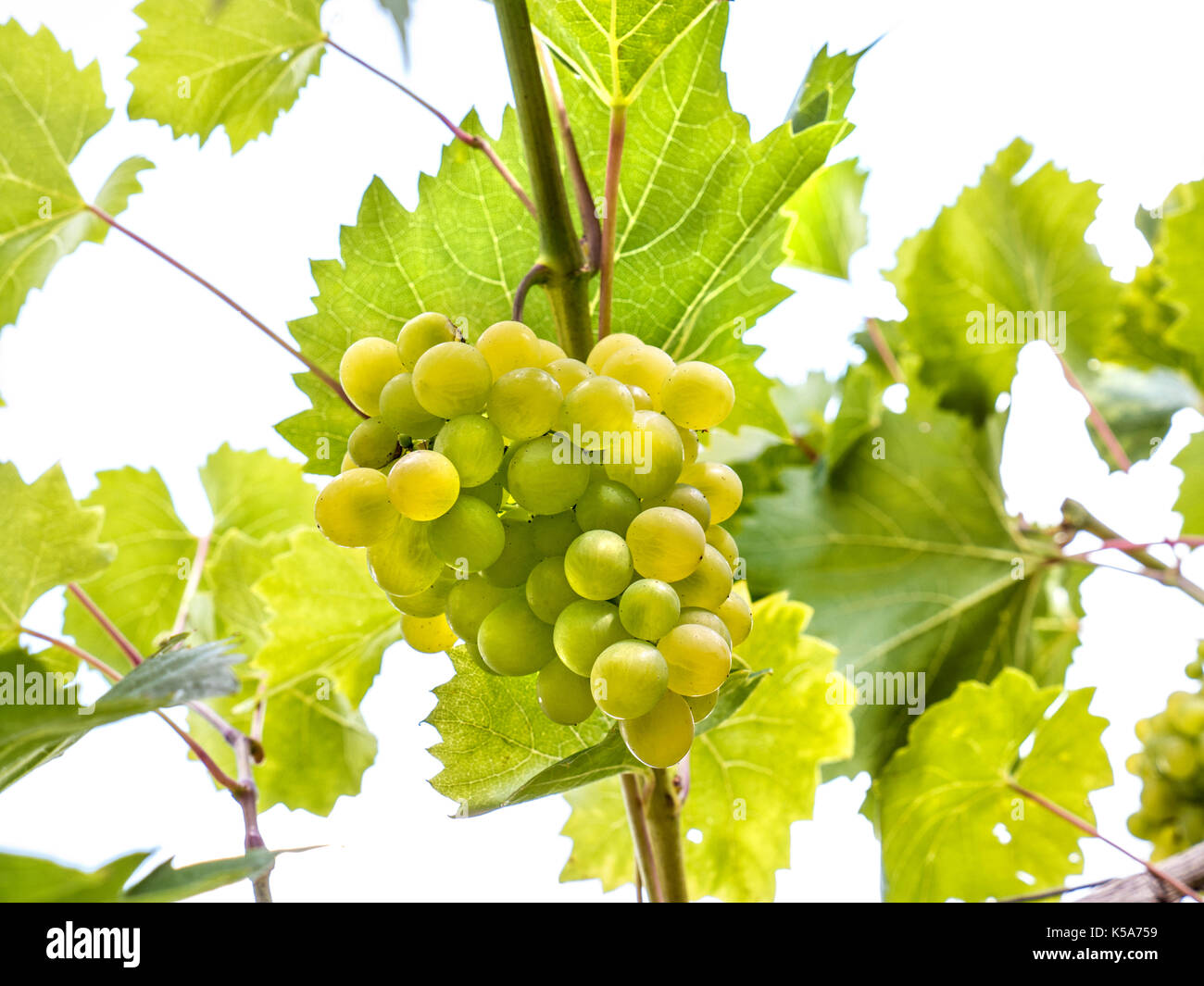 PHOENIX reifes Büschel von Weißwein Trauben auf Weinrebe in UK Weinberg High key Himmel Hintergrund Stockfoto