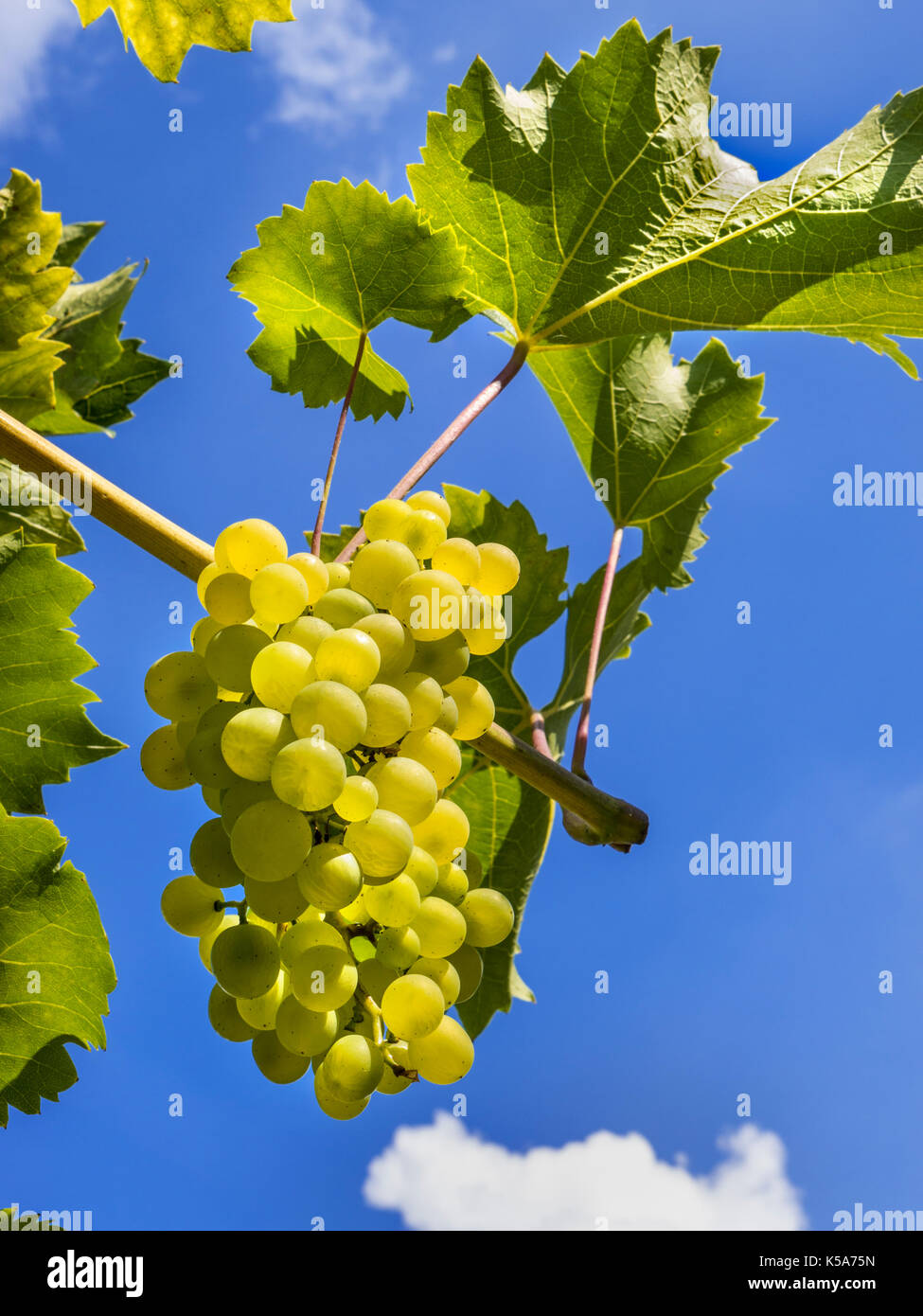 PHOENIX reife Trauben von Weißwein Trauben auf Rebe erwartet Ernte in UK Weinberg mit tiefblau gemäßigten sonnigen Himmel Hintergrund Stockfoto