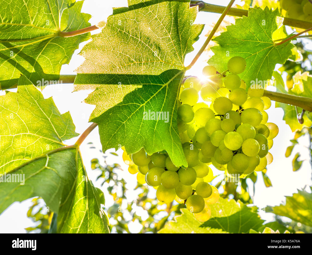Reif Bündel Weißwein Trauben am Weinstock in Großbritannien Weinberg mit Sunburst hinter Stockfoto