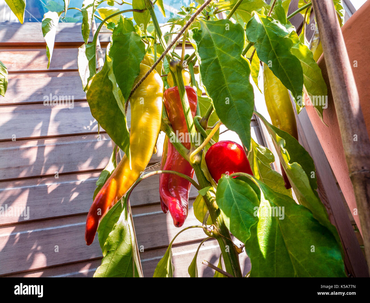 Topfpflanzen Paprika (Capsicum annuum) wachsende und Reifung im Freien an einem sonnigen geschützten Position durch ein inländisches Holz Gewächshaus in einem milden Garten Stockfoto