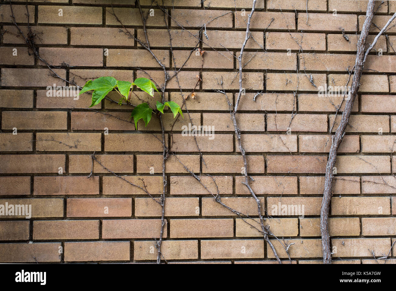 Wände mit Kreepers bedeckt - Leben und Tod Stockfoto