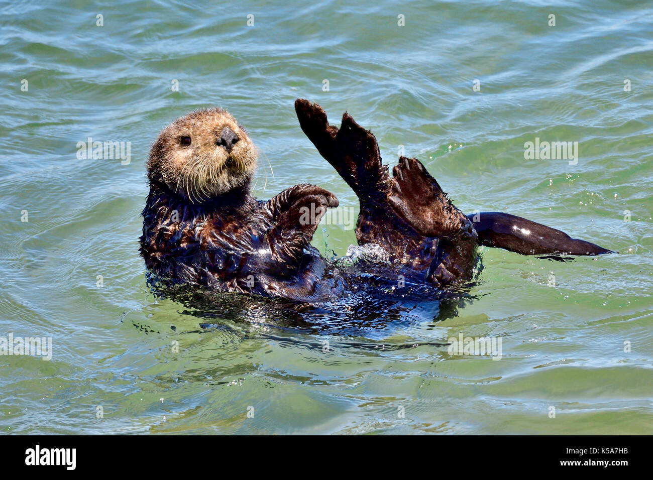 Kalifornien Sea Otter Stockfoto