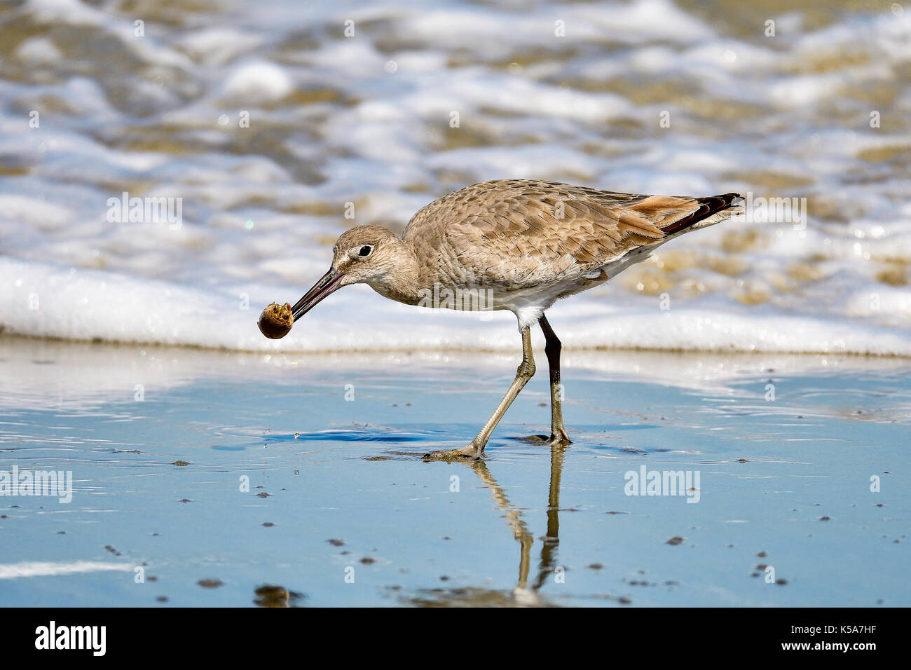 Willet Stockfoto