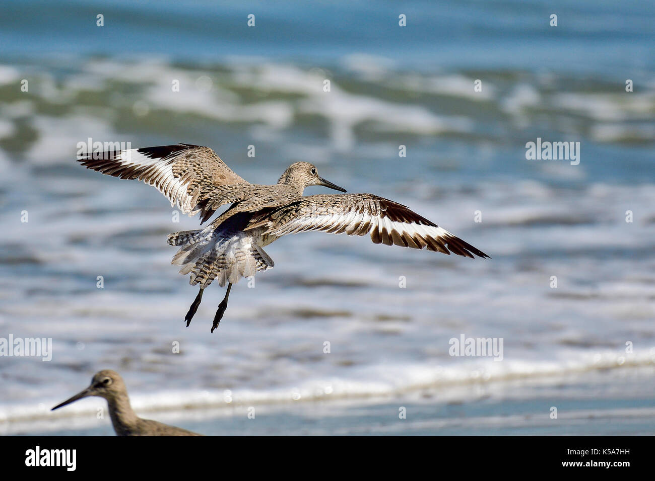 Willet Stockfoto