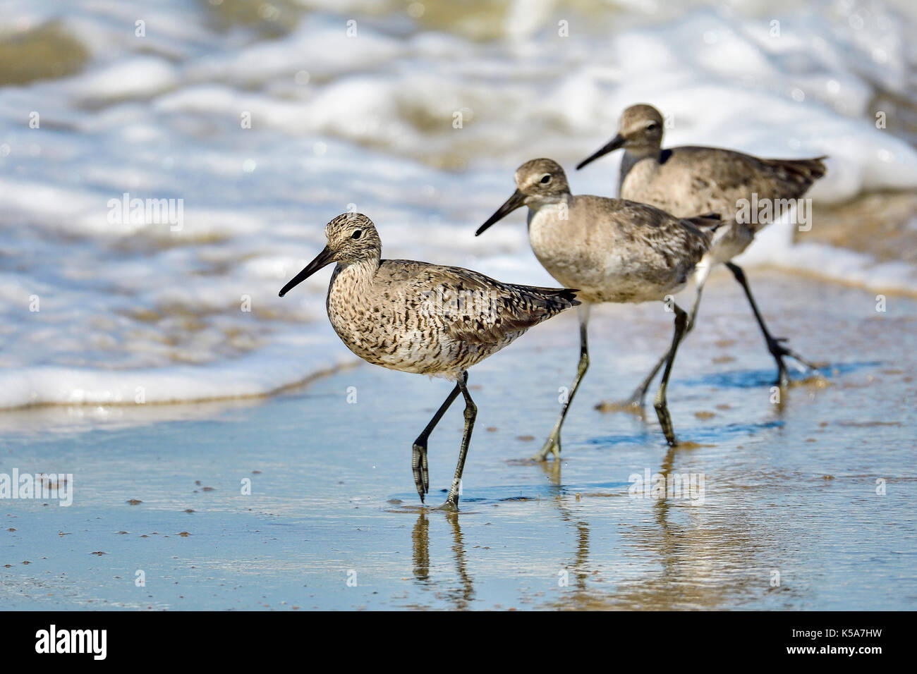 Willet Stockfoto