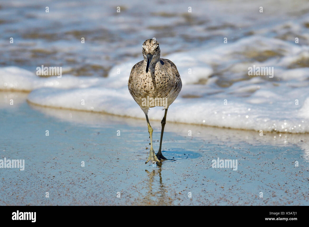 Willet Stockfoto
