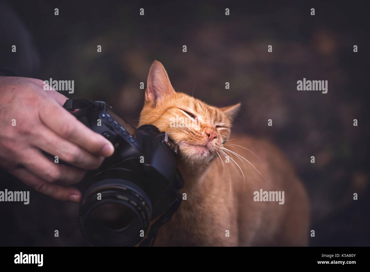 Katze reibt am Objektiv der Kamera. Stockfoto