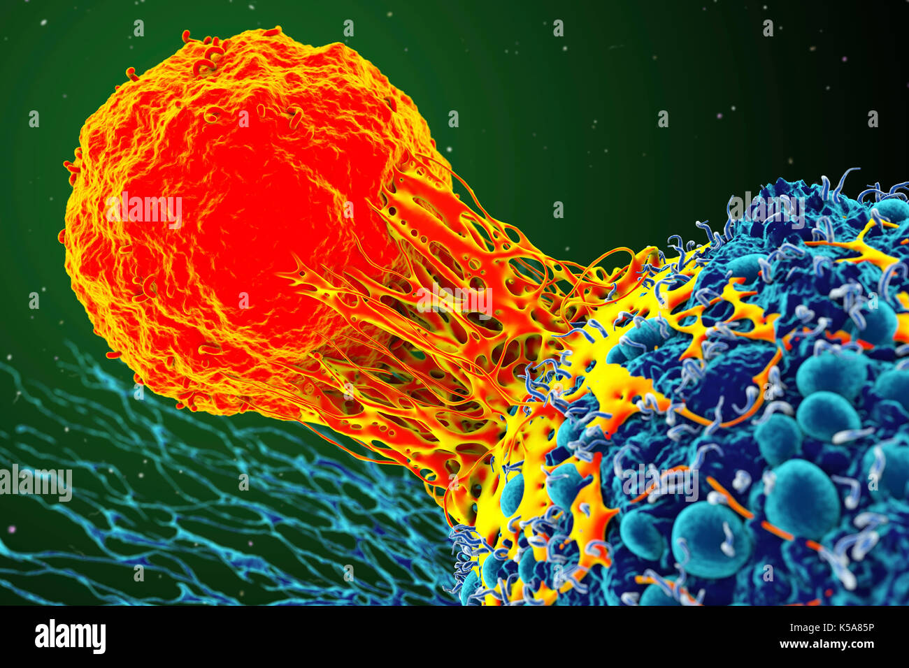 Krebs Zellen und T-Zellen, Illustration. Stockfoto