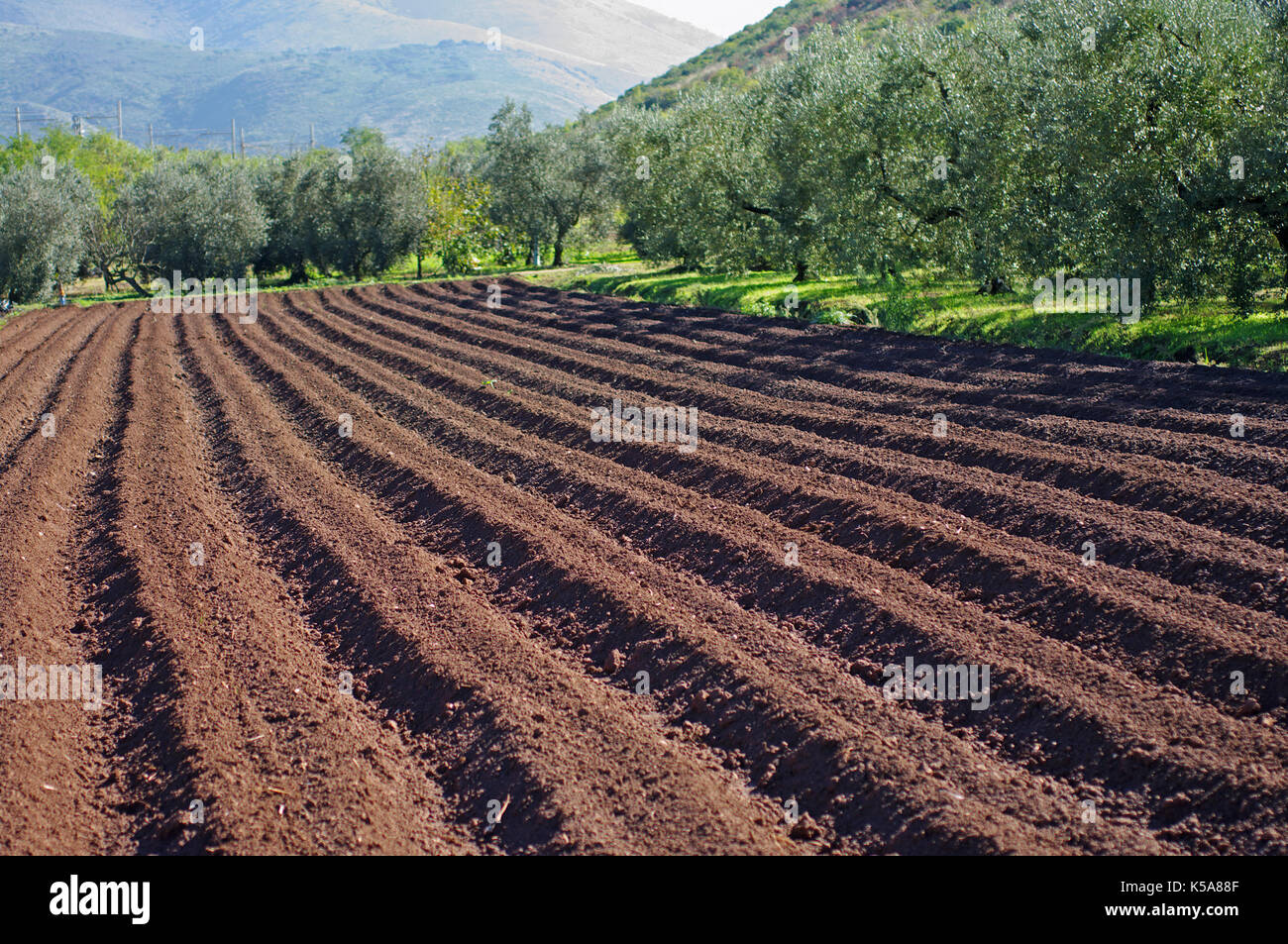 Eines gepflügten Feldes im Herbst für die nächste Saison vorbereitet, auf der Seite von Olivenbäumen (Fondi, Italien) Stockfoto