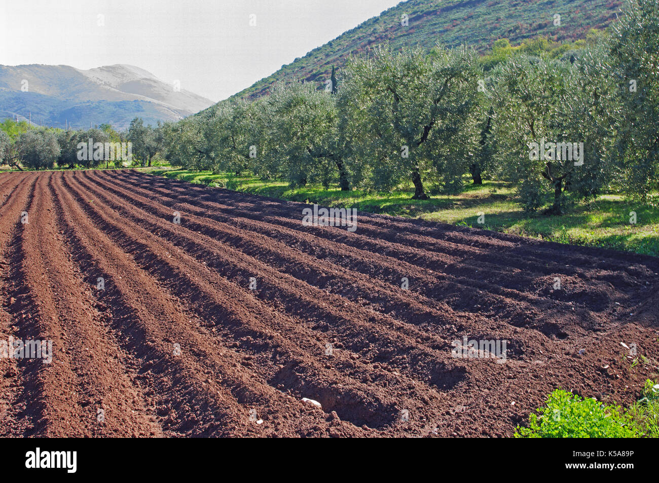 Eines gepflügten Feldes im Herbst für die nächste Saison vorbereitet, auf der Seite von Olivenbäumen (Fondi, Italien) Stockfoto