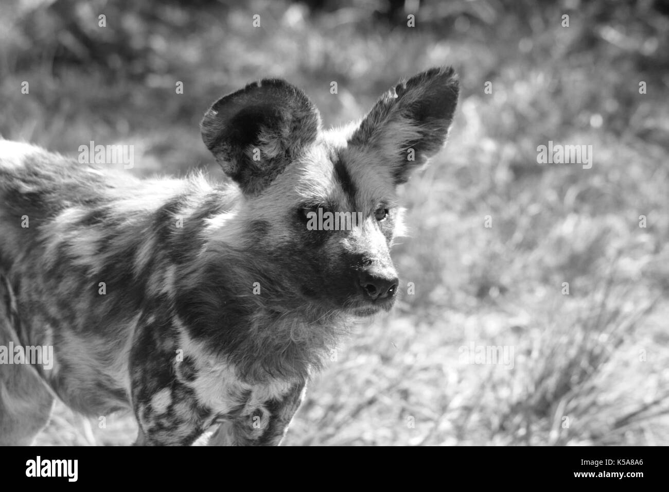 Monochrome African Wild Dog in der Limpopo Provinz, Südafrika Stockfoto