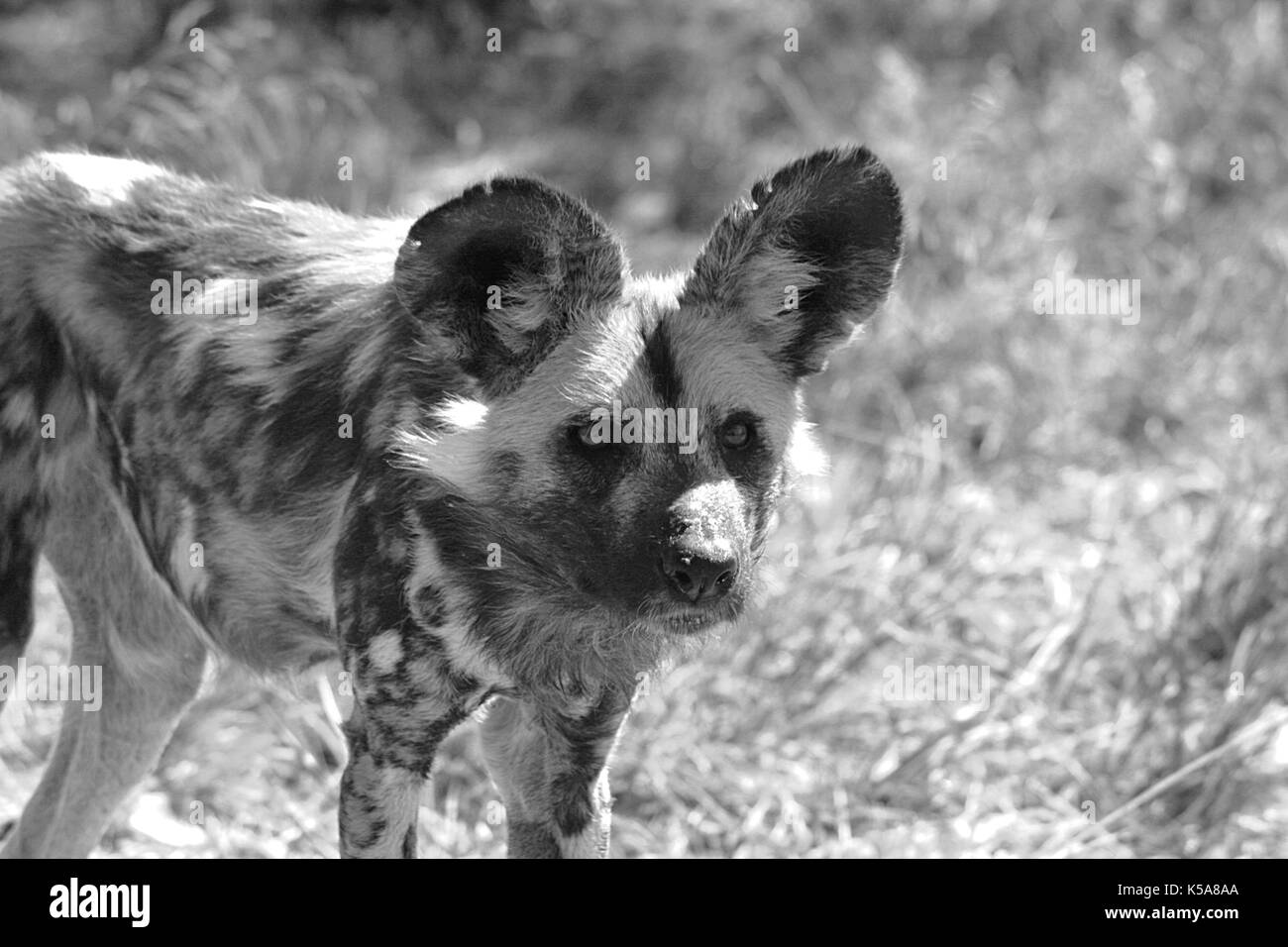 Monochrome African Wild Dog Portrait in der Limpopo Provinz, Südafrika Stockfoto