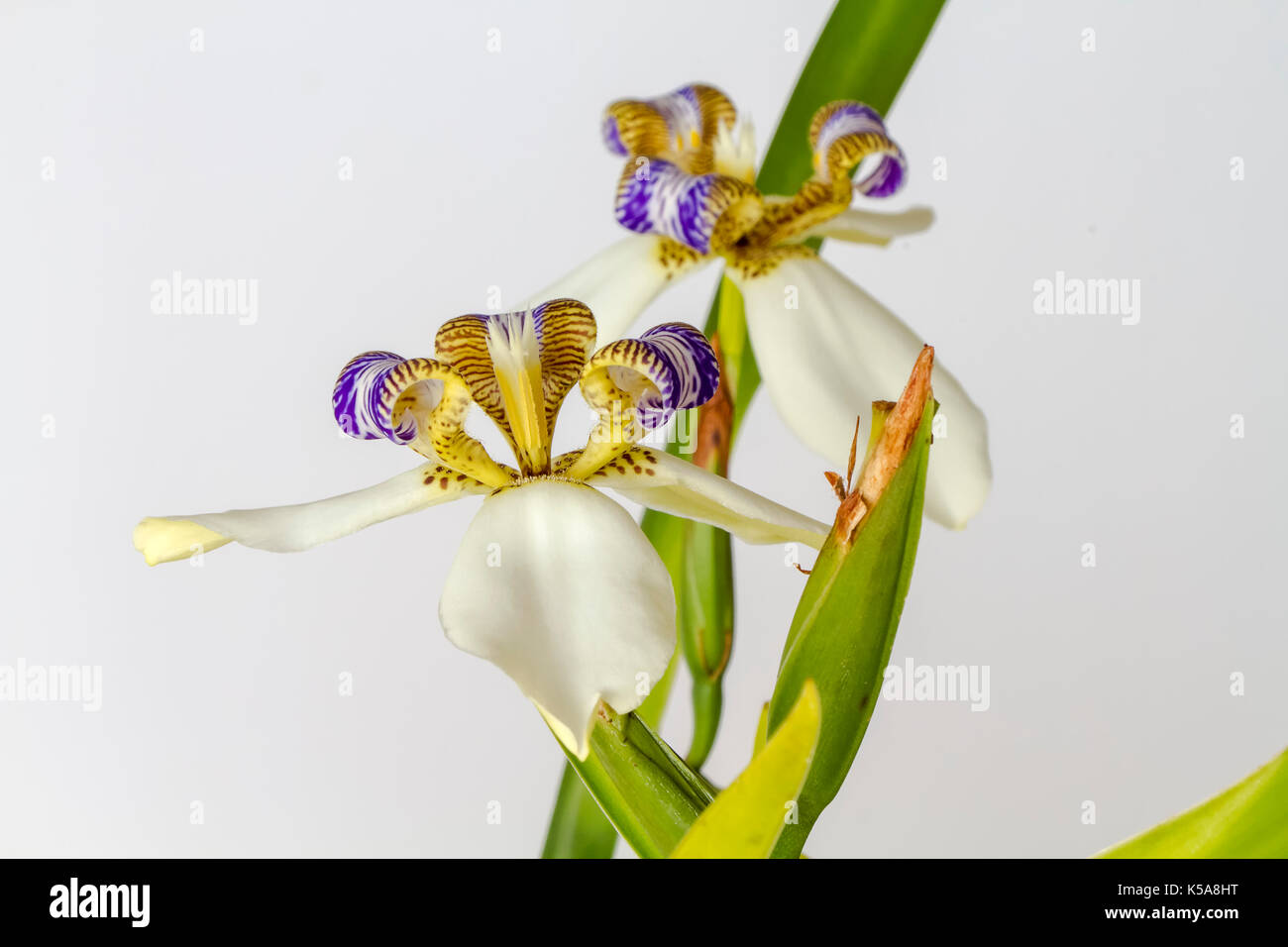 Flor de Iris - Blume Stockfoto