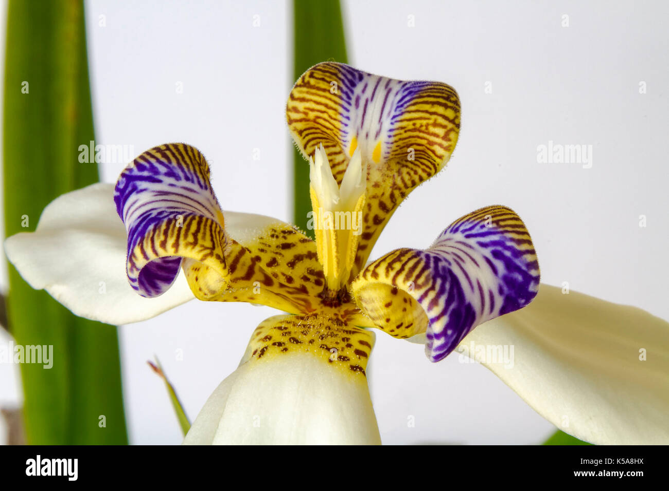 Flor de Iris - Blume Stockfoto
