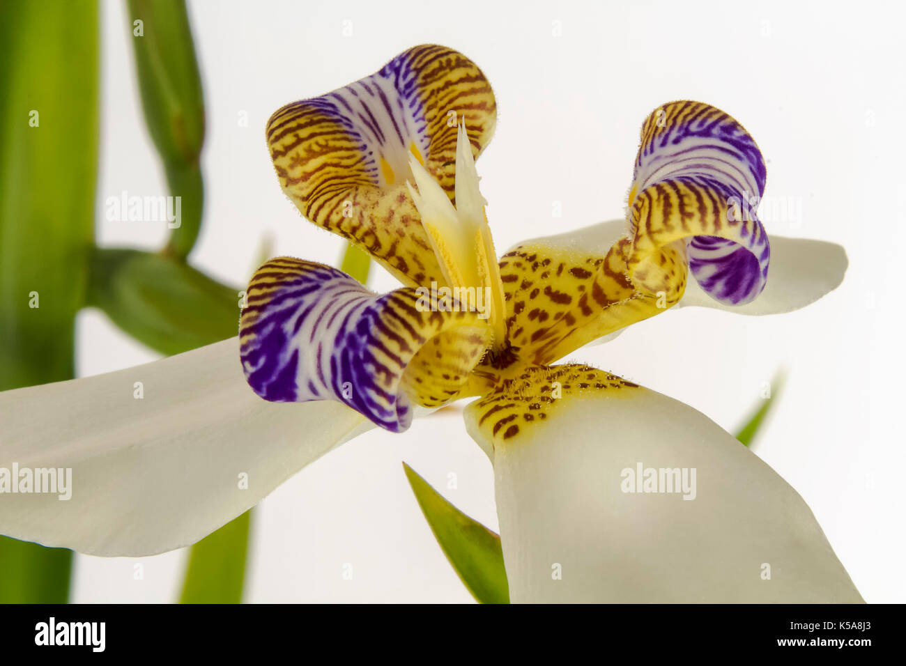 Flor de Iris - Blume Stockfoto