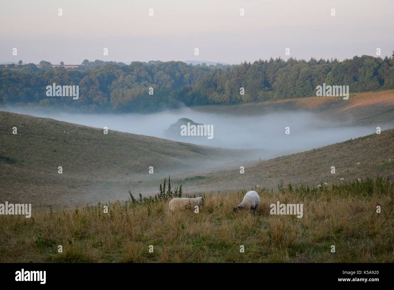 Sonnenaufgang von Ham Hill über ein Feld von Schafen mit Nebel von niedrigem Stockfoto