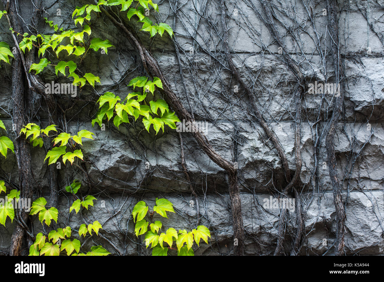 Wände mit Kletterpflanzen - Leben und Tod abgedeckt Stockfoto