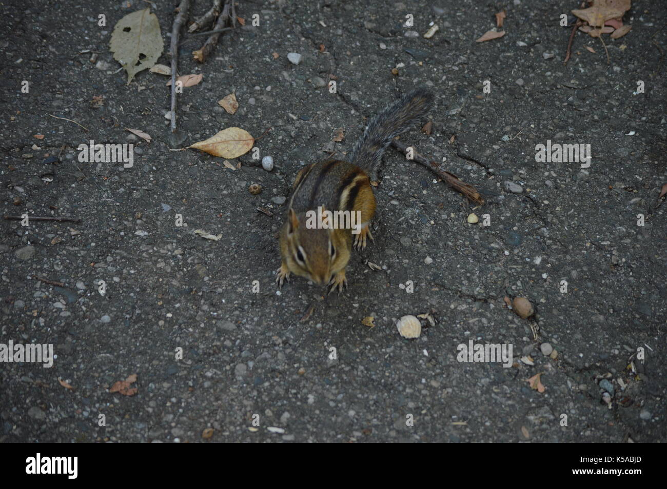 Chipmunk Stockfoto