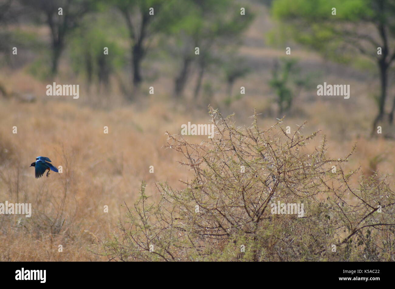 Safari in Afrika Stockfoto