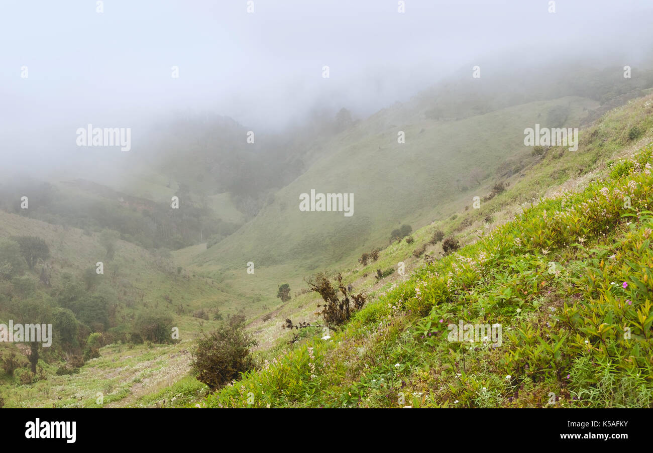 Die sanfte, hügelige Landschaft des Himalaya mit Sträuchern, Bäumen und Gräsern auf bewölkten Tag während des Monsuns in Arunachal Pradesh, Indien. Stockfoto