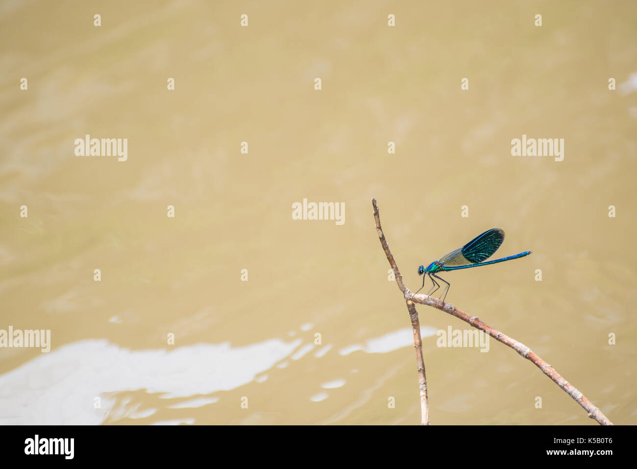 Libelle auf einem Stick mit Wasser Hintergrund Stockfoto