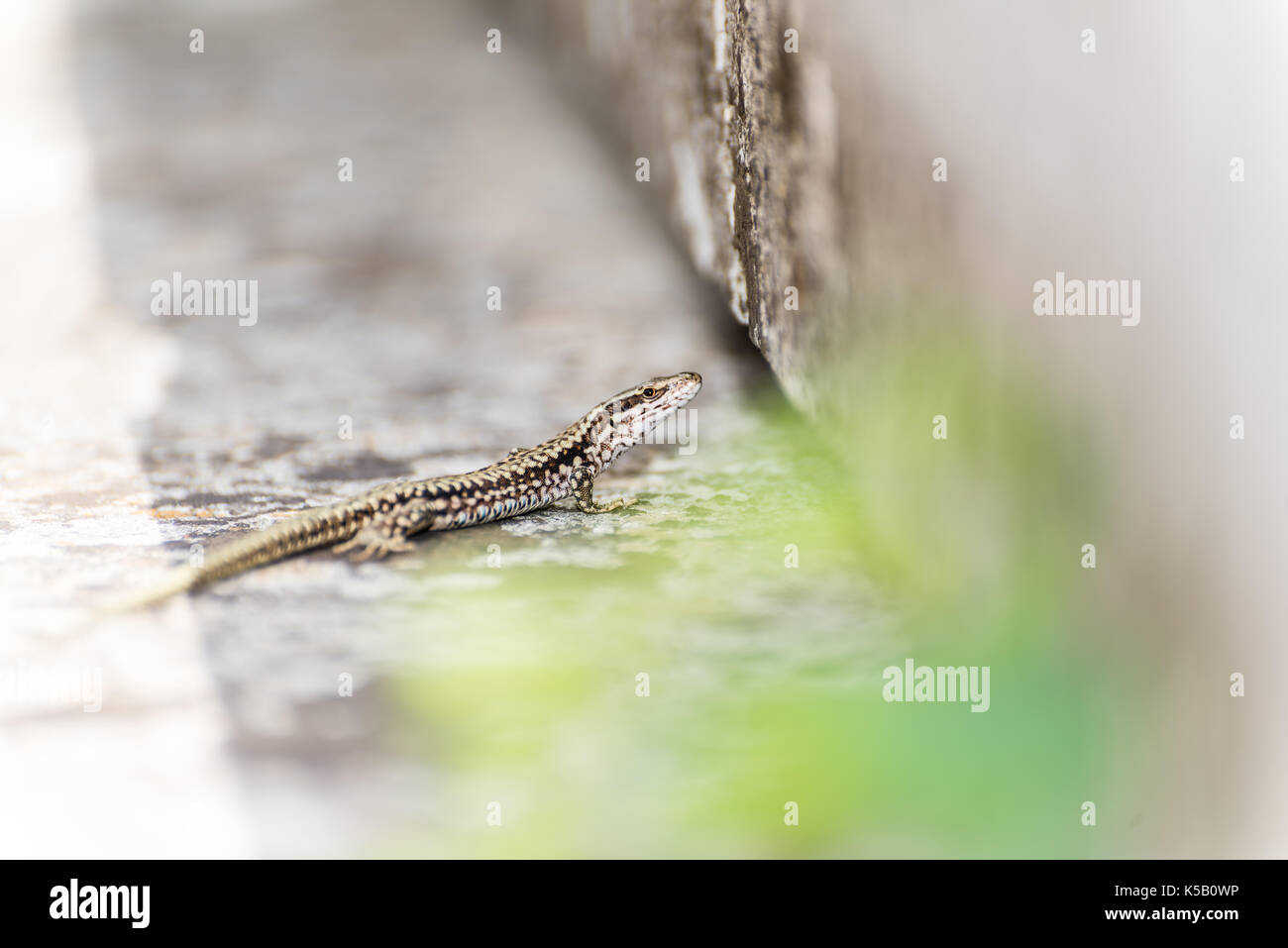 Kleine braune eidechse Fotos und Bildmaterial in hoher Auflösung Alamy
