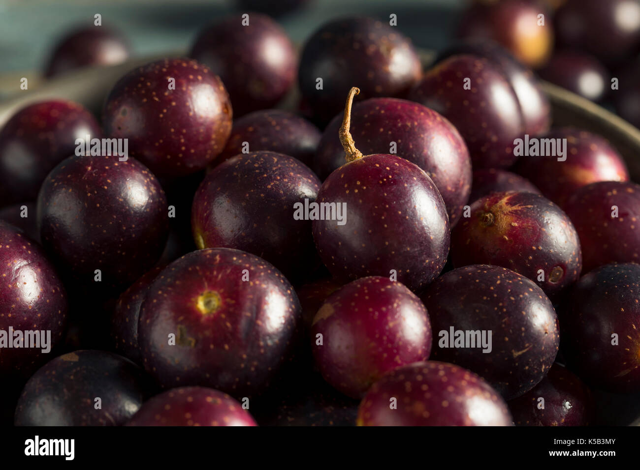 Hausgemachten süßen Muscadine Trauben in eine Schüssel geben. Stockfoto
