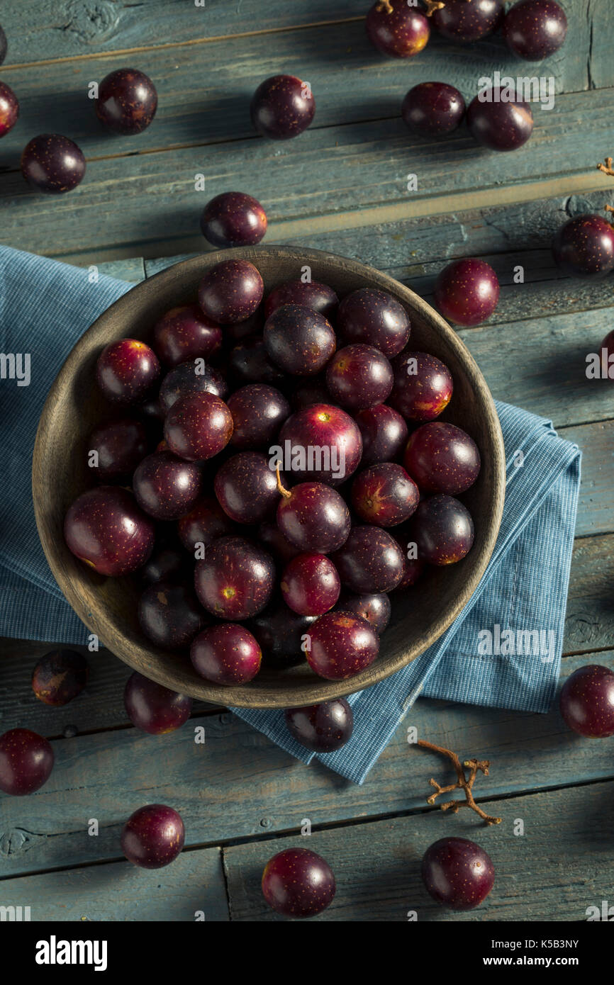 Hausgemachten süßen Muscadine Trauben in eine Schüssel geben. Stockfoto