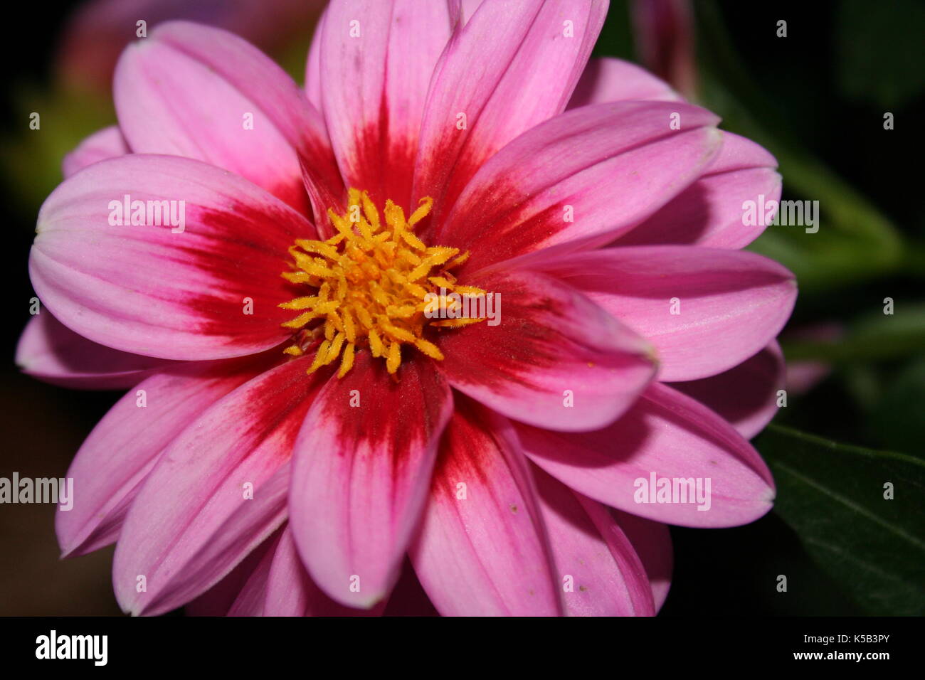 Blumen im Frühling Stockfoto