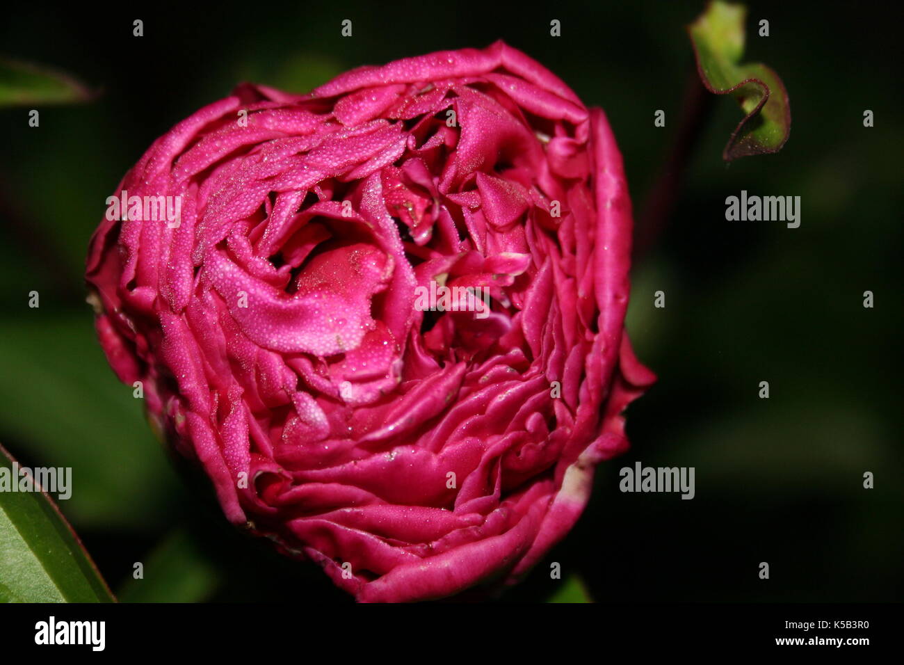 Blumen im Frühling Stockfoto