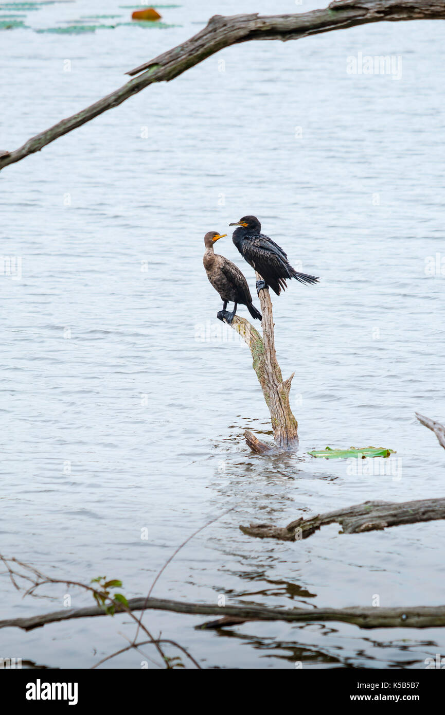 Paar Kormorane auf toten Zweig in Wasser Stockfoto