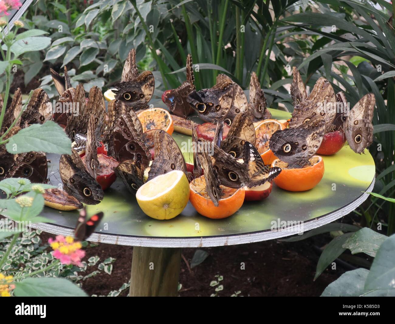 Blass Eule Schmetterlinge Schlucht auf Obst im Schmetterlingshaus, das Natural History Museum. South Kensington, London, Großbritannien. Stockfoto