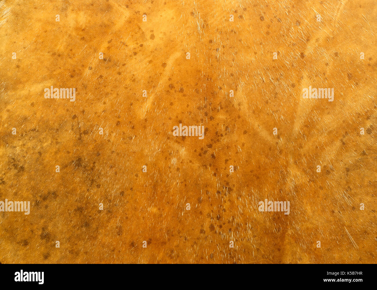 Hintergrund: Gelb strukturierte Oberfläche der hirschleder Leder mit Haare und natürlichen Muster, Stockfoto