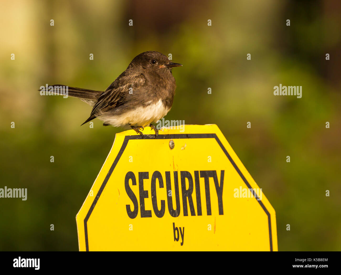 Kleine Security Guard Stockfoto