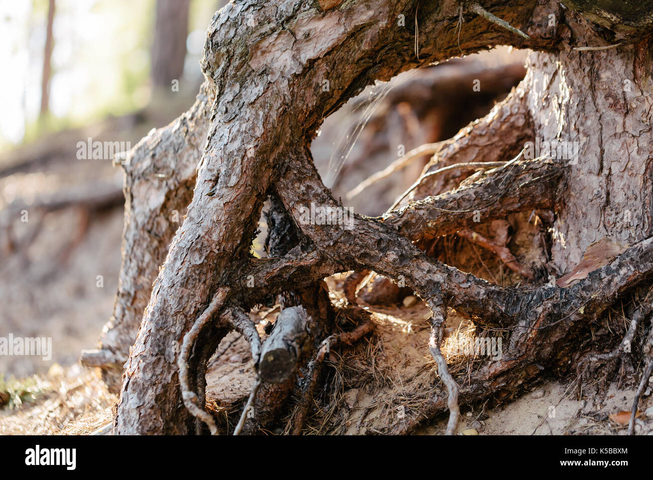 Wurzeln eines Pine Tree Nahaufnahme Stockfoto