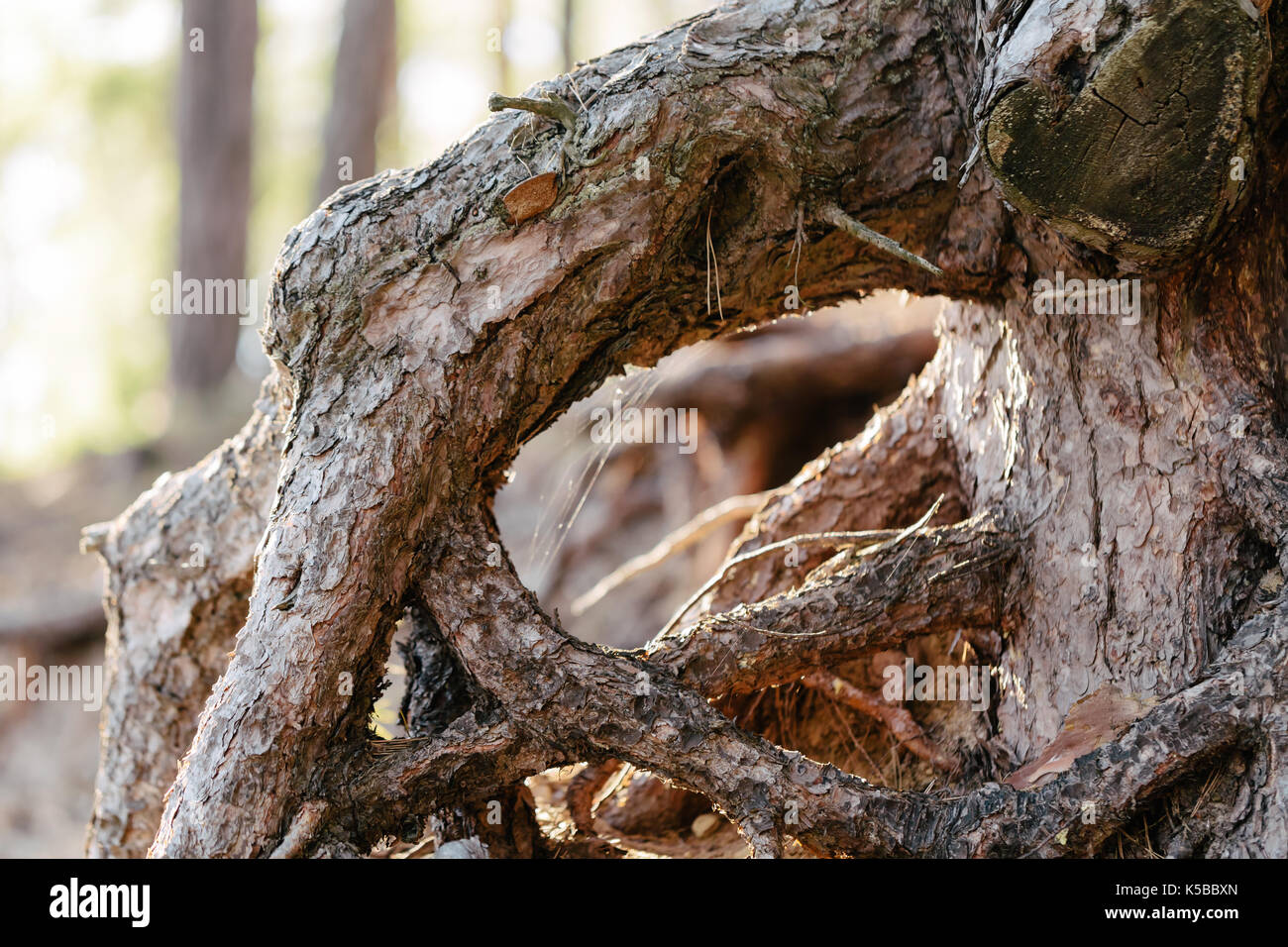 Wurzeln eines Pine Tree Nahaufnahme Stockfoto