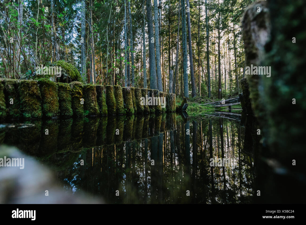 Holz- Protokolle mit grünem Moos im Wald Teich überwuchert Stockfoto